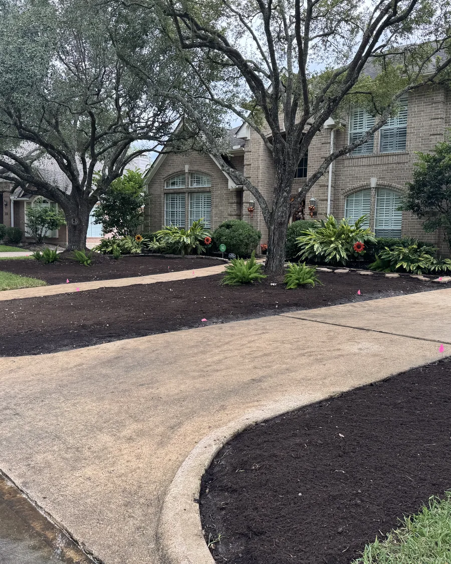 Fresh mulched beds curving along a driveway beneath mature oak trees