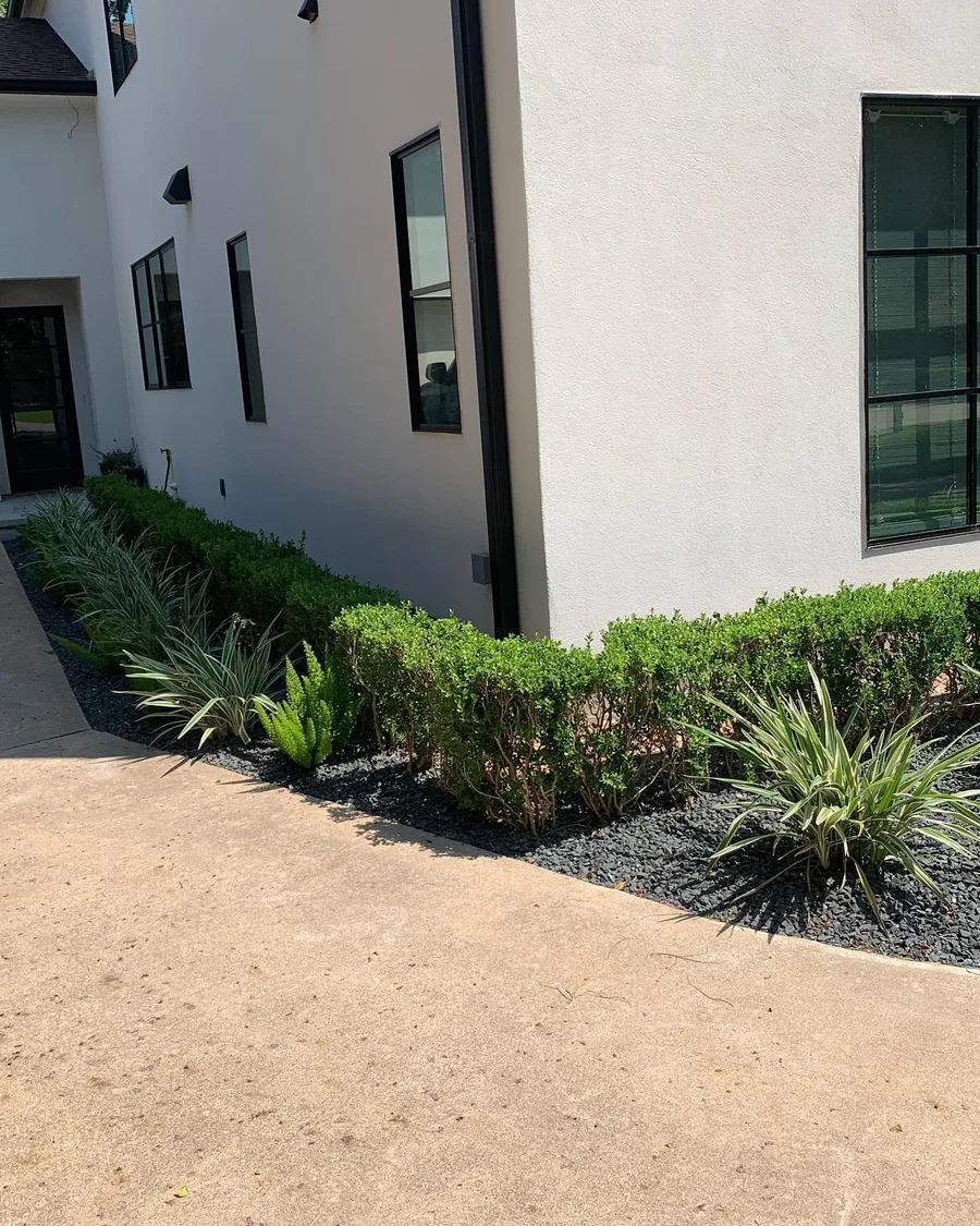 Clipped boxwood hedge and agave beds along a modern white stucco home